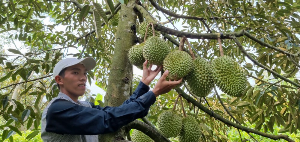 Trồng sầu riêng Ri6, Mongthong hạt lép, cứ 1 công vườn, nông dân Cần Thơ lời 90-100 triệu - Ảnh 1. Trồng sầu riêng Ri6, Mongthong hạt lép, cứ 1 công vườn, nông dân Cần Thơ lời 90-100 triệu - Ảnh 1.