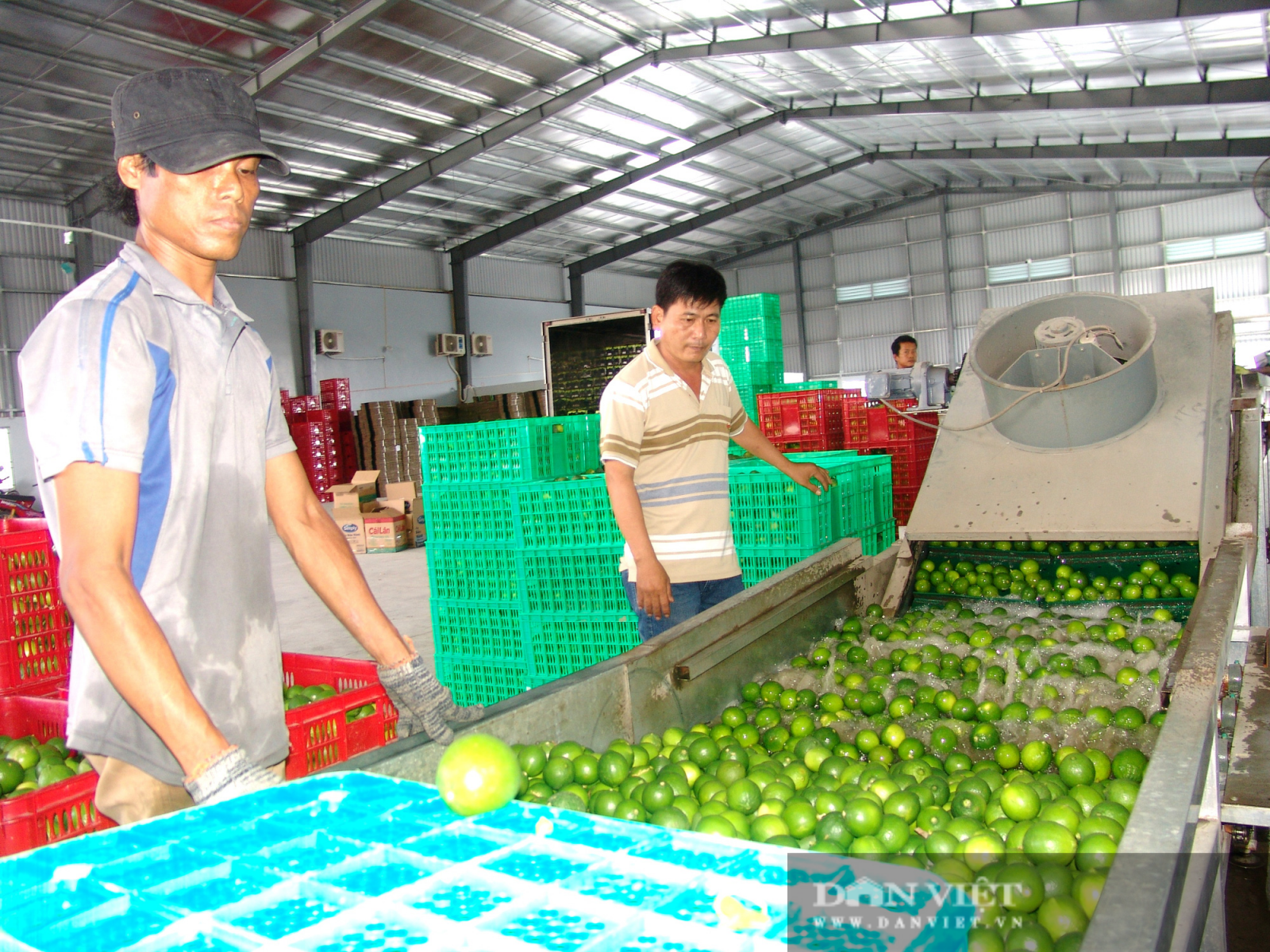 Long An: Giá chanh, thanh long lao dốc không phanh, nông dân chỉ còn hạt vàng này làm “cứu cánh” - Ảnh 1.