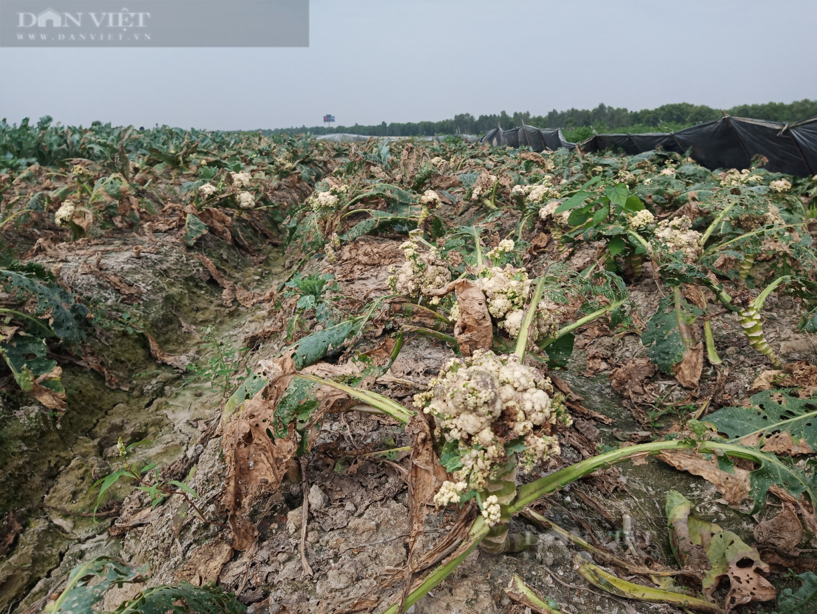 Hải Dương: Súp lơ "điếc", nhiều nông dân trồng súp lơ lo mất tết - Ảnh 4.