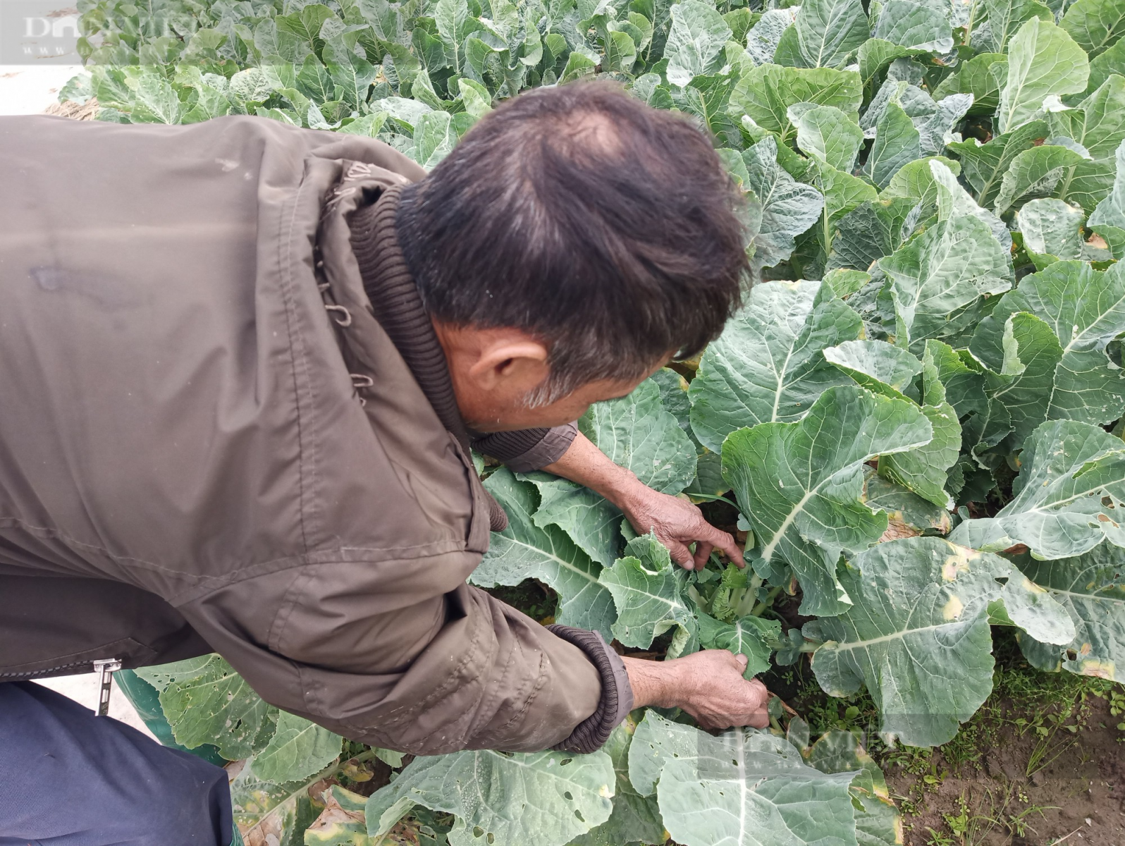 Hải Dương: Súp lơ "điếc", nhiều nông dân trồng súp lơ lo mất tết - Ảnh 1.