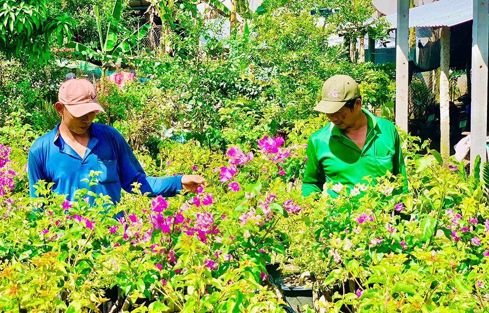 Trồng thứ cây cảnh bạt ngàn, đếm không xuể, tới kỳ bung hoa "vô tội vạ", anh nông dân An Giang trúng luôn - Ảnh 2.