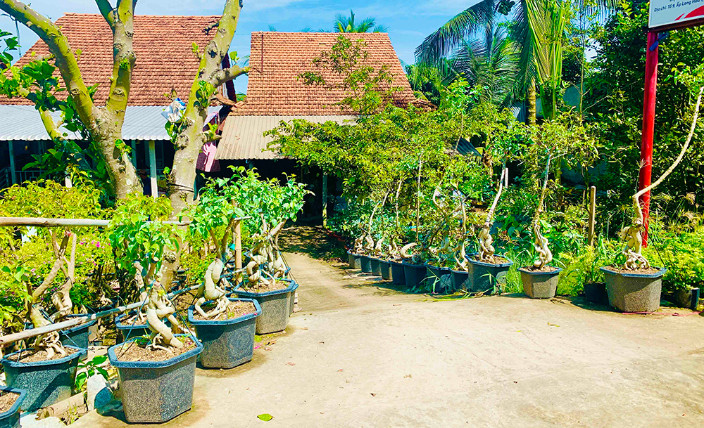 Trồng thứ cây cảnh bạt ngàn, đếm không xuể, tới kỳ bung hoa "vô tội vạ", anh nông dân An Giang trúng luôn - Ảnh 3.