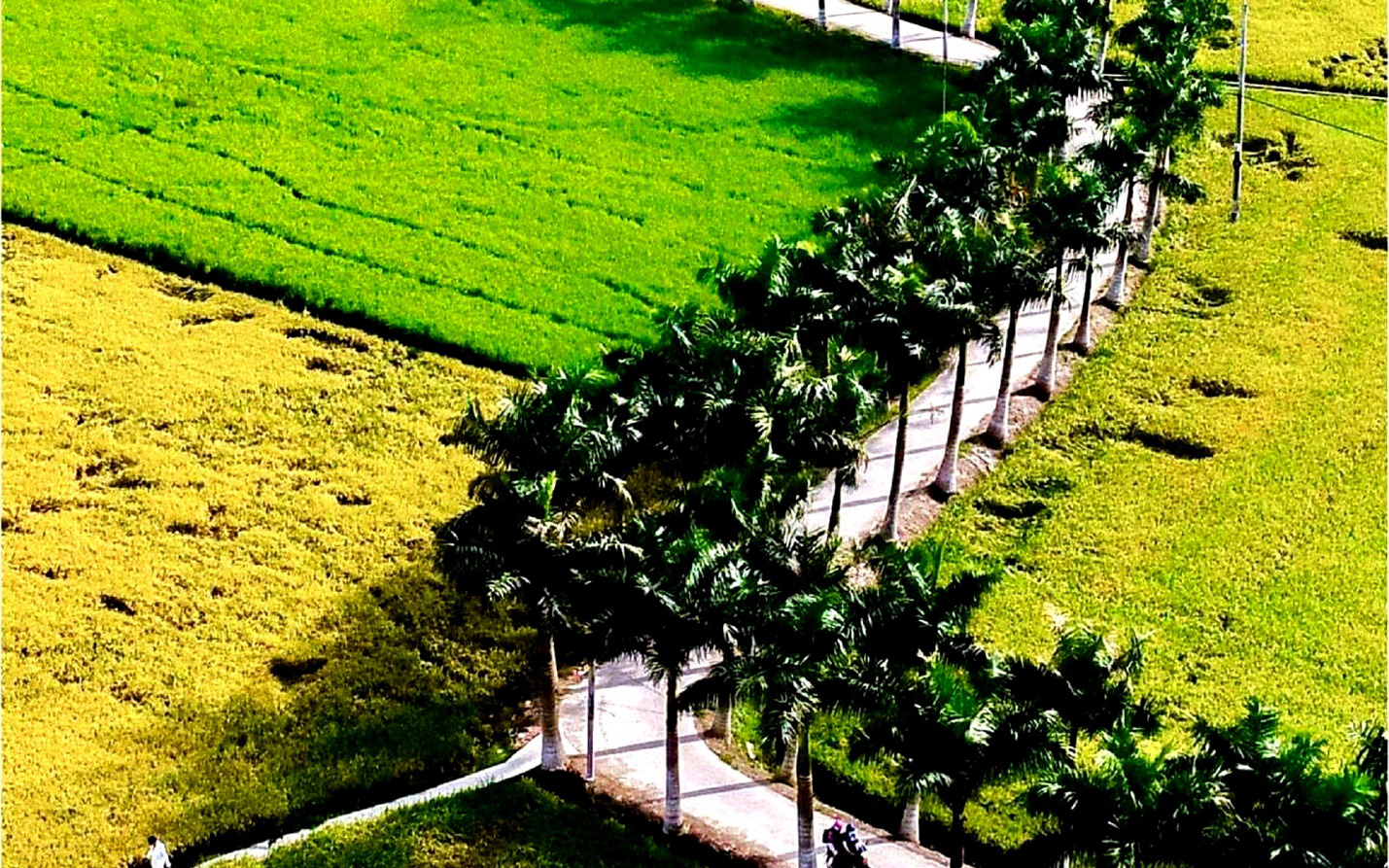 Con đường 2km trồng toàn cau là cau uốn lượn giữa cánh đồng lúa nằm ở địa phương nào của Long An?