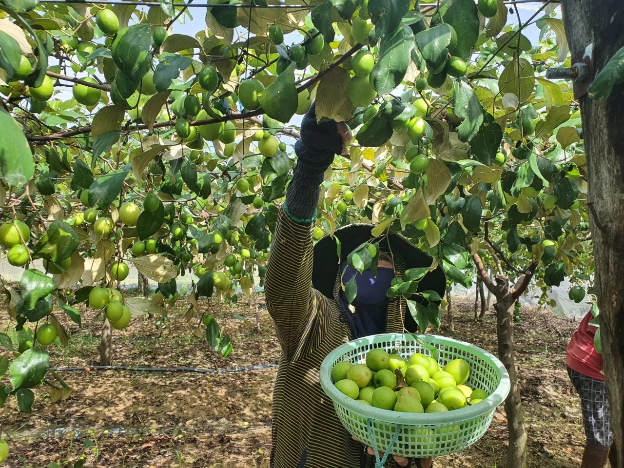 Giá táo tăng, nông dân Khánh Hòa phấn khởi - Ảnh 1.