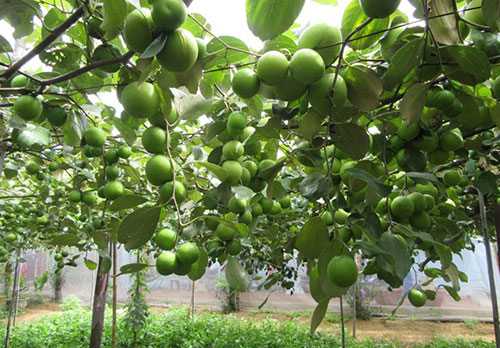 Bình Thuận: Trồng thứ cây trái "bò" trên giàn, ai đến xem cũng kêu lên "sao ra nhiều trái thế" - Ảnh 1.