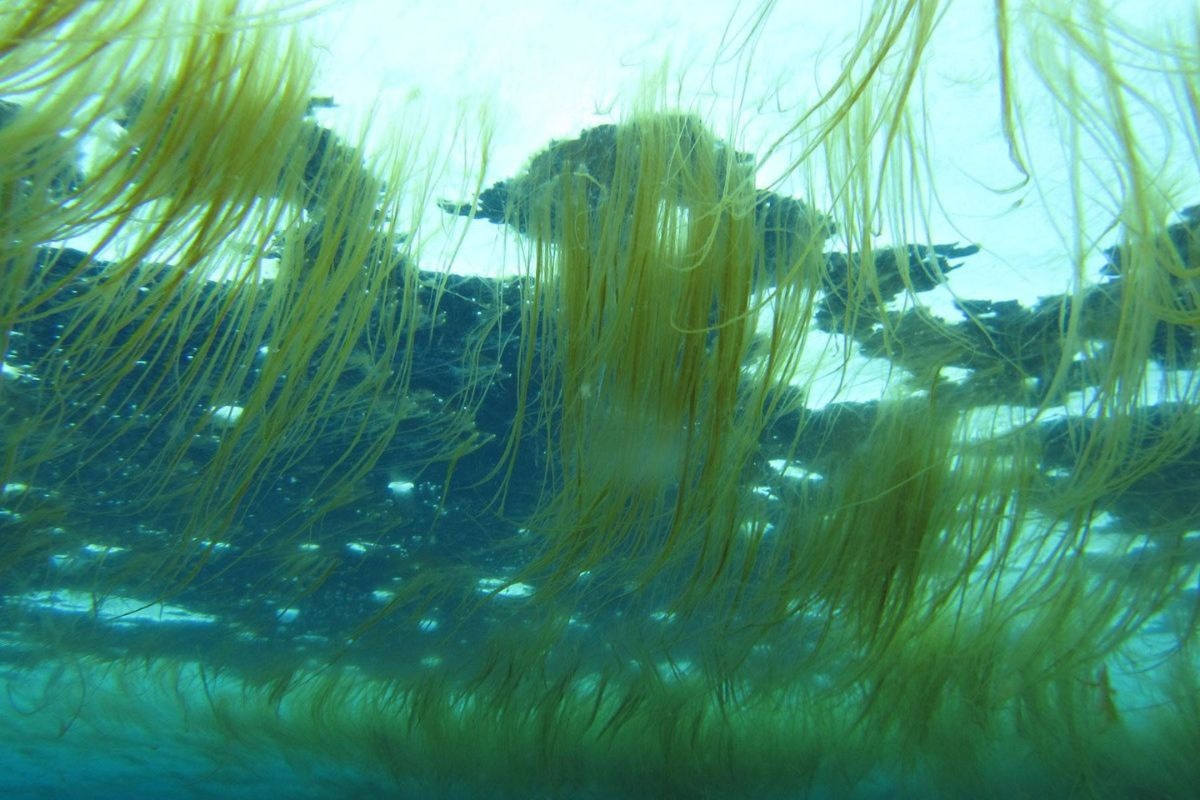 Tảo khuê mang lại lợi ích nhưng cũng tiềm ẩn rủi ro cho ao nuôi thủy sản