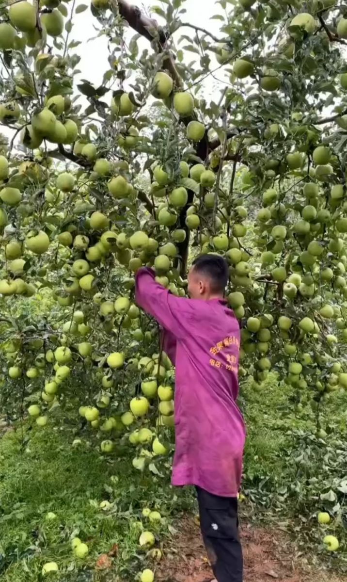 Cây táo "mắn" nhất thế giới, ra quả vỡ kế hoạch khiến nhiều người thi nhau ước ao có được - Ảnh 2.