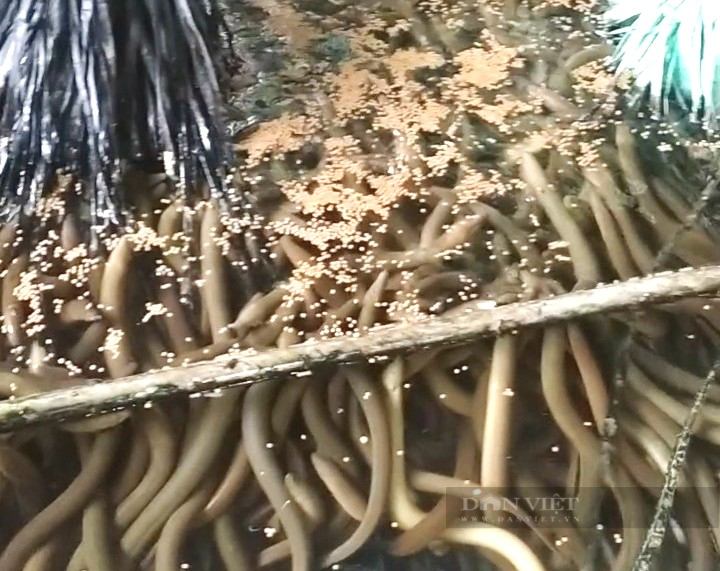 Hạ vườn mít Thái làm ao dài ngoằng ương con chui rúc dưới bùn, anh nông dân Đồng Tháp Mười làm không kịp bán giống - Ảnh 6.