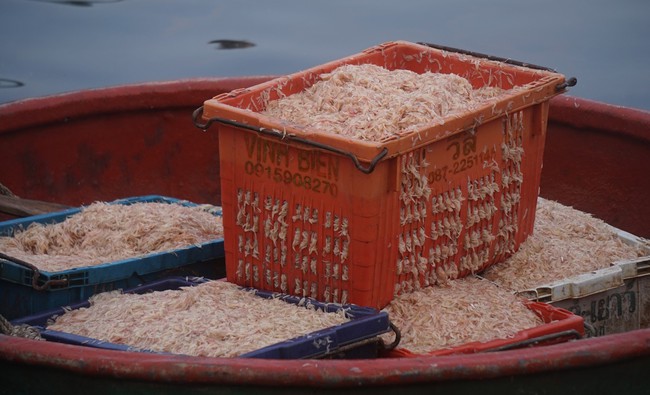 Trúng đậm ruốc tép chỉ đi một đêm mỗi thuyền nhỏ của ngư dân Nghệ An thu về hàng chục triệu đồng - Ảnh 11.