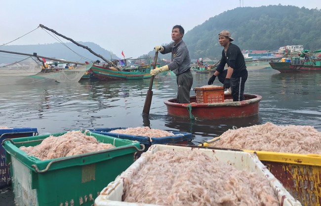 Trúng đậm ruốc tép chỉ đi một đêm mỗi thuyền nhỏ của ngư dân Nghệ An thu về hàng chục triệu đồng - Ảnh 6.
