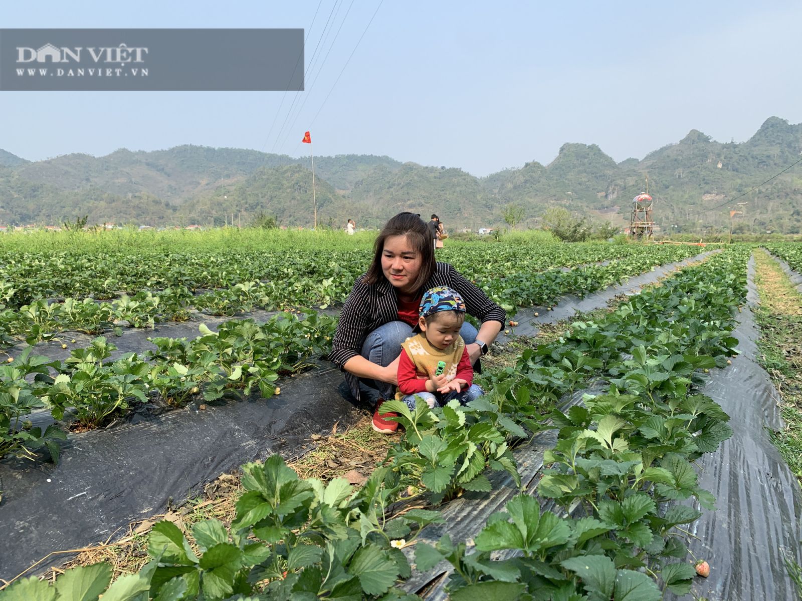 Bắc Kạn: Trồng dâu tây, cho ăn miễn phí tại vườn mà kiếm cả chục triệu đồng mỗi ngày - Ảnh 4.