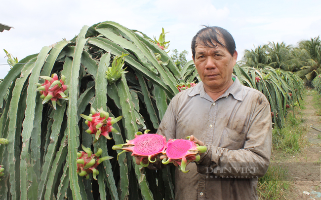 Giống thanh long ruột đỏ LD1 đang trồng tại Long An. Ảnh: Nguyên Vỹ