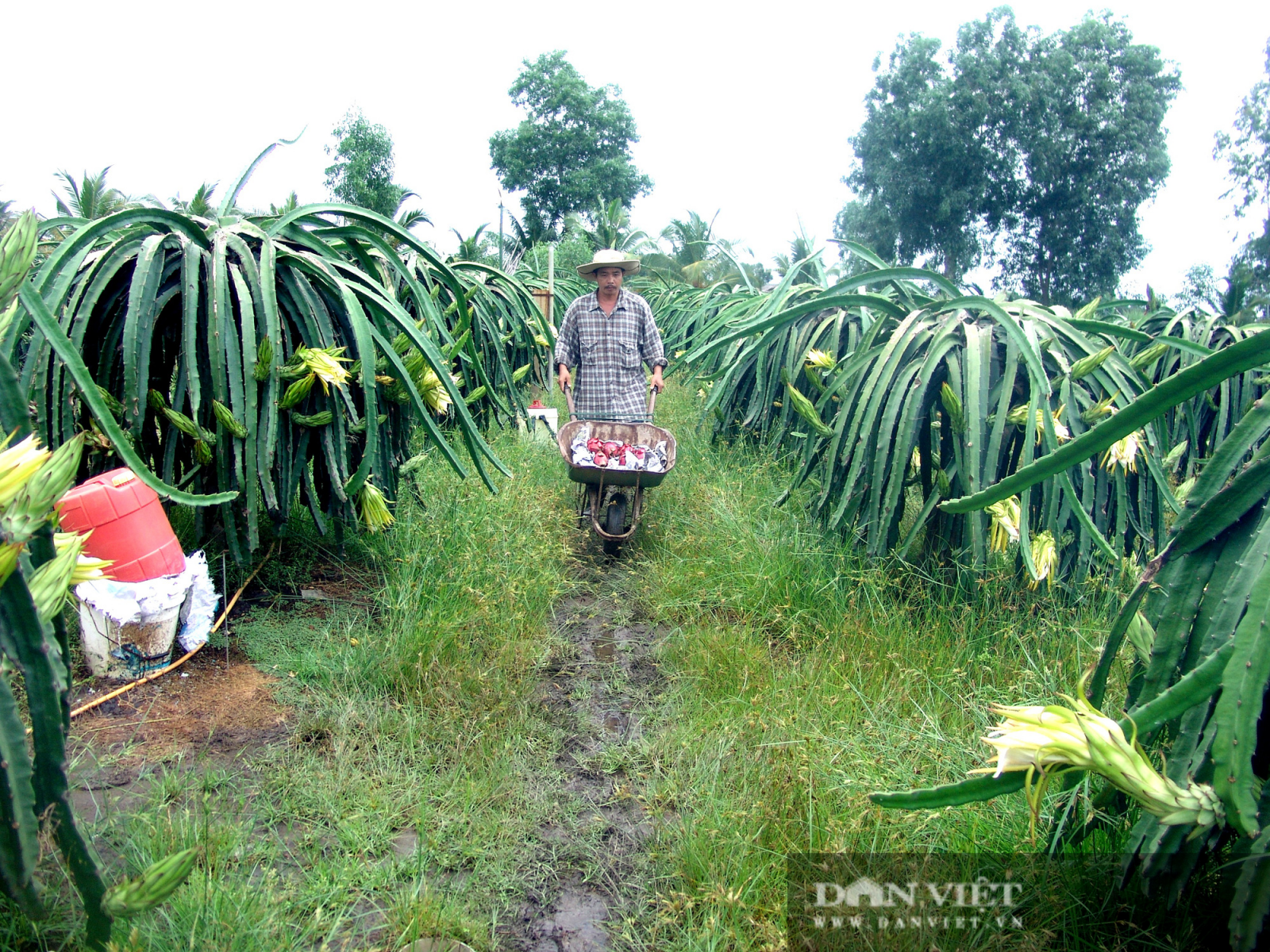 Long An: Giá chanh, thanh long lao dốc không phanh, nông dân chỉ còn hạt vàng này làm “cứu cánh” - Ảnh 3.