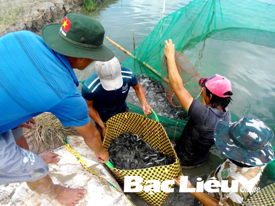 Loài cá này ở miền Tây tăng giá đột biến, ngành chức năng phát đi cảnh báo - Ảnh 1.