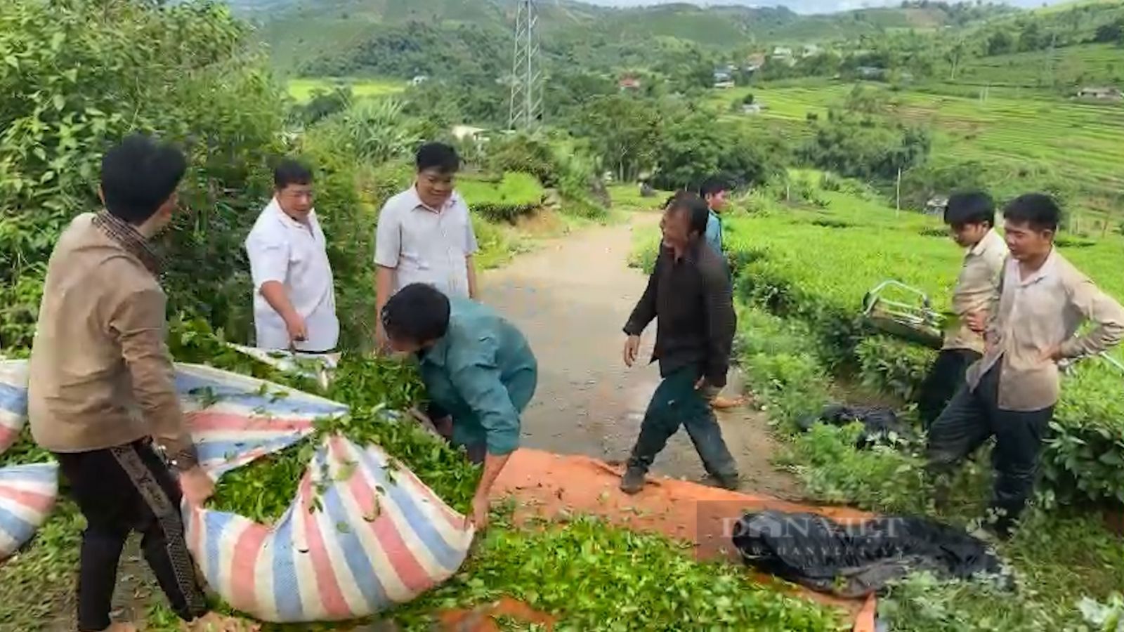 Trồng bạt ngàn chè cây thấp đẹp như tranh, nông dân vùng cao Phúc Khoa khấm khá - Ảnh 8. Trồng bạt ngàn chè cây thấp đẹp như tranh, nông dân vùng cao Phúc Khoa khấm khá - Ảnh 8.