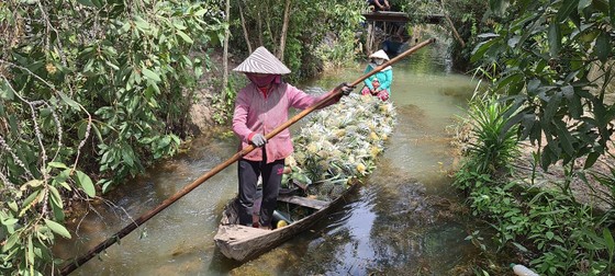 Đây là thứ quả ngon đang mang tiền tỷ về cho nông dân Tiền Giang, bẻ trái đến đâu thương lái khuân đi hết - Ảnh 8. Đây là thứ quả ngon đang mang tiền tỷ về cho nông dân Tiền Giang, bẻ trái đến đâu thương lái khuân đi hết - Ảnh 8.