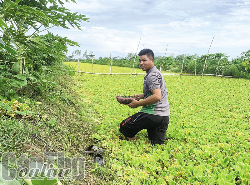Nuôi loài ốc chỉ ăn bèo, lá bông súng, anh nông dân Cần Thơ bắt lên bán giá 45.000 đồng/kg - Ảnh 1. Nuôi loài ốc chỉ ăn bèo, lá bông súng, anh nông dân Cần Thơ bắt lên bán giá 45.000 đồng/kg - Ảnh 1.