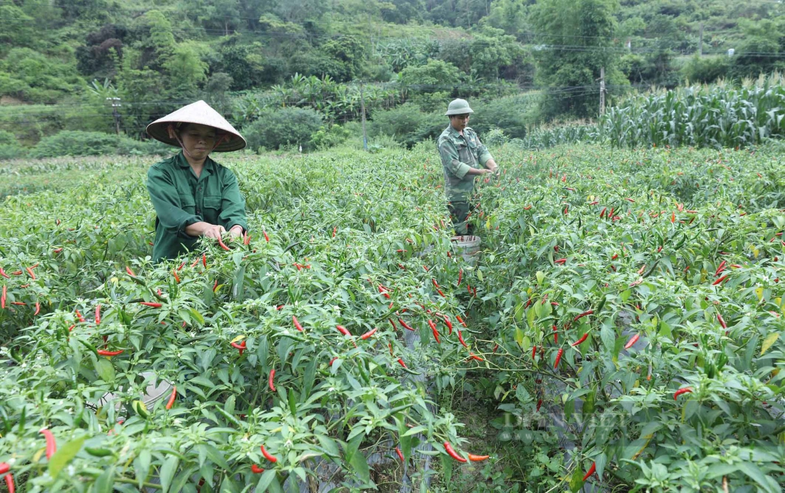 Ớt chín đỏ nông dân Lạng Sơn mở cờ trong bụng  - Ảnh 1.