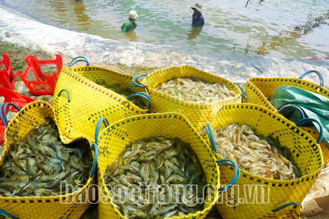 Vì sao chỉ những nông dân, doanh nghiệp nuôi tôm đạt cỡ lớn ở Sóc Trăng thì mới có lời? - Ảnh 2.