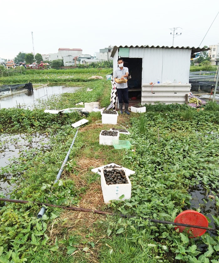 Nuôi ốc nhồi ở Hải Dương, khi đẻ thì "đẻ vô tội vạ", khi bắt thì chất hàng thùng, bao nhiêu cũng bán hết - Ảnh 4.