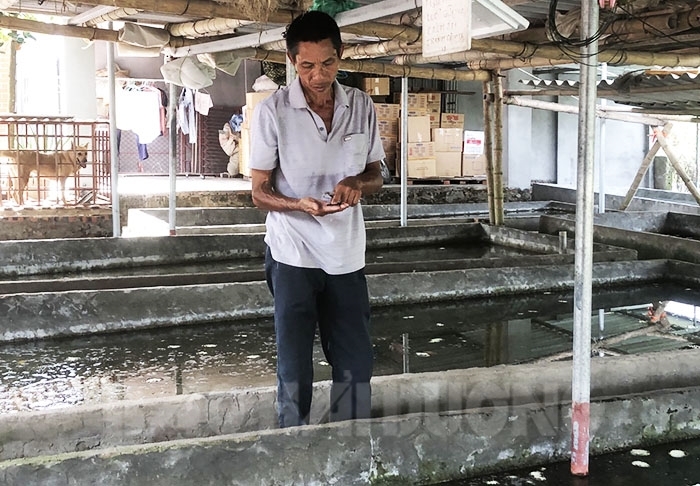 Nuôi ốc nhồi ở Hải Dương, khi đẻ thì "đẻ vô tội vạ", khi bắt thì chất hàng thùng, bao nhiêu cũng bán hết - Ảnh 2.