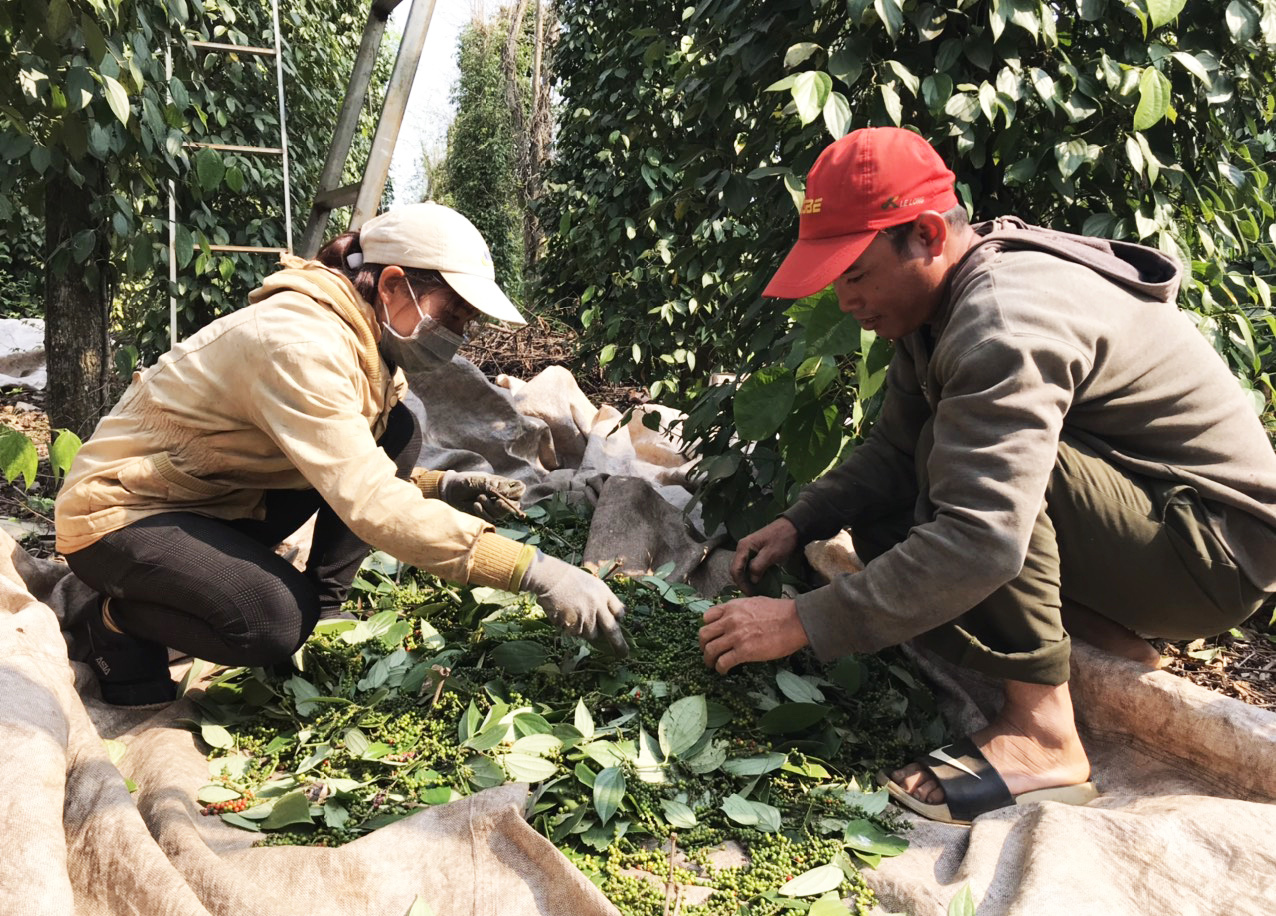 Tiêu chín đỏ nhưng nhân công khan hiếm, người trồng tiêu như ngồi trên lửa - Ảnh 2. Tiêu chín đỏ nhưng nhân công khan hiếm, người trồng tiêu như ngồi trên lửa - Ảnh 2.