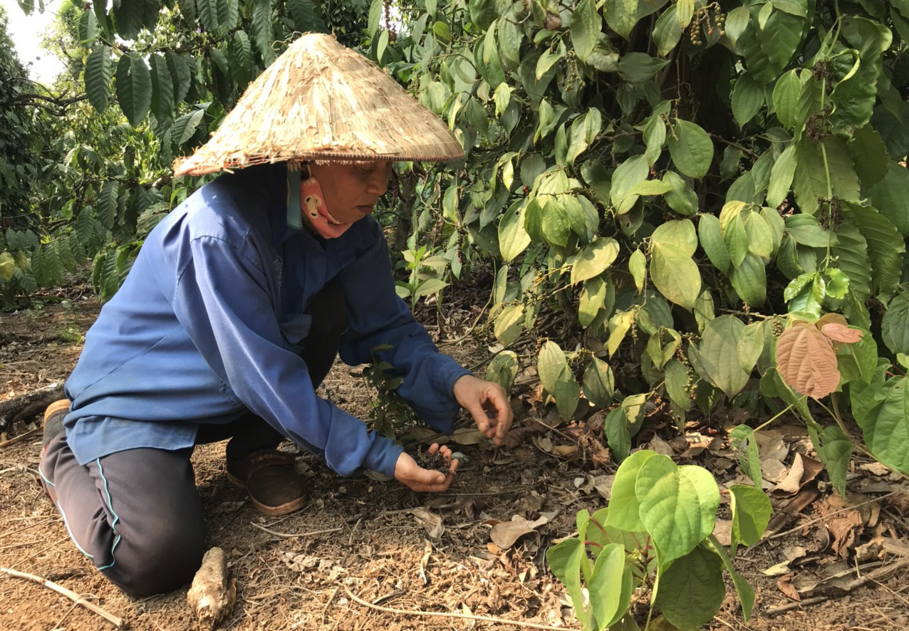 Tiêu chín đỏ nhưng nhân công khan hiếm, người trồng tiêu như ngồi trên lửa - Ảnh 1. Tiêu chín đỏ nhưng nhân công khan hiếm, người trồng tiêu như ngồi trên lửa - Ảnh 1.