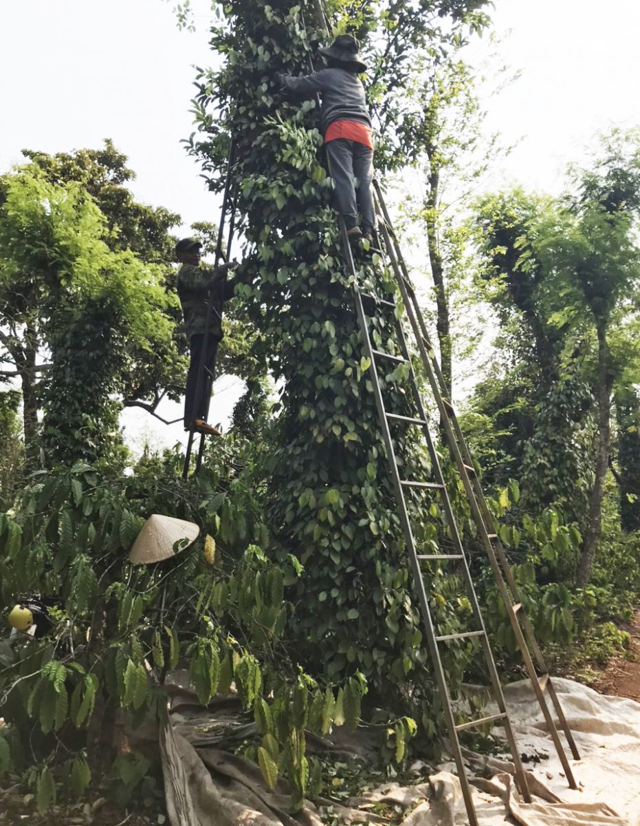 Tiêu chín đỏ nhưng nhân công khan hiếm, người trồng tiêu như ngồi trên lửa - Ảnh 3. Tiêu chín đỏ nhưng nhân công khan hiếm, người trồng tiêu như ngồi trên lửa - Ảnh 3.