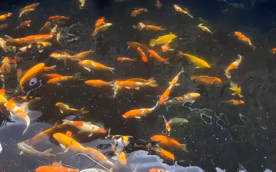 Cho cá thịt chung nhà với cá cảnh đang hot, ai ngờ nhà nào ở nơi này của Thái Bình cũng giàu nhanh hơn - Ảnh 1.