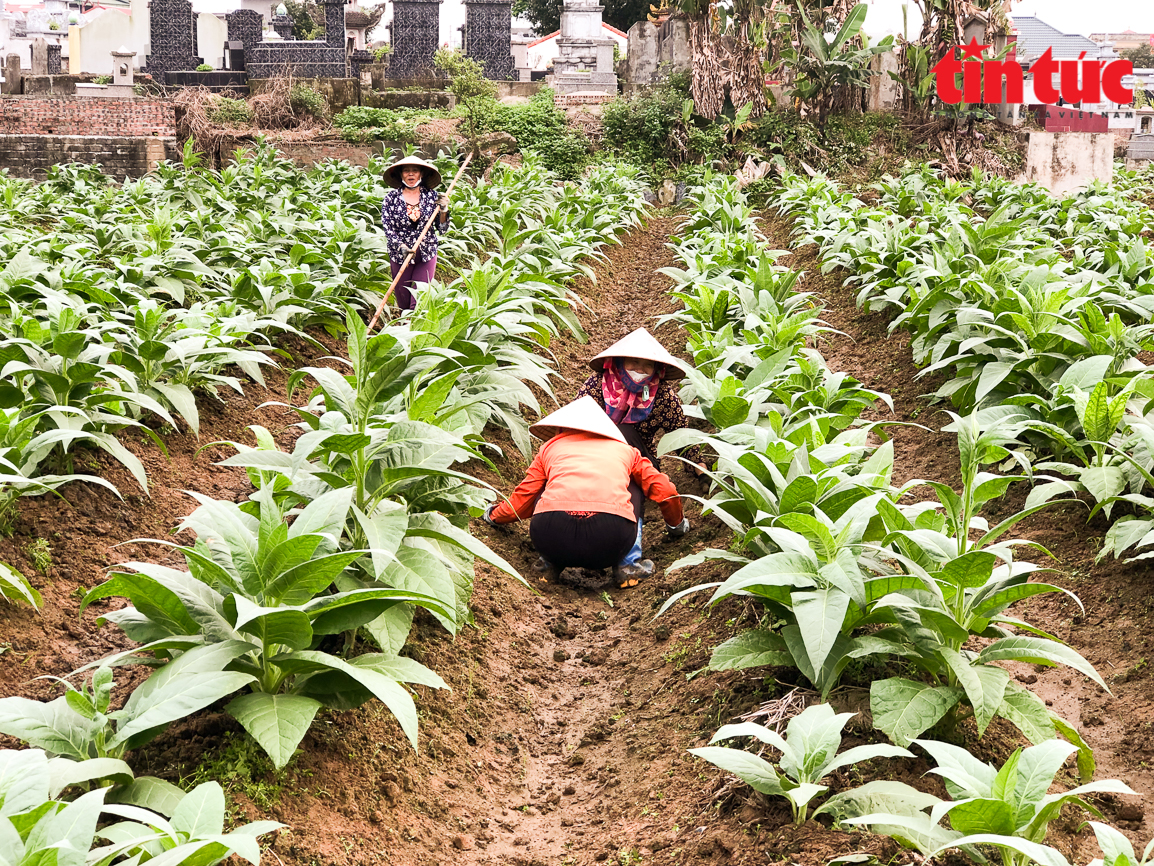 Không tưởng ở Thái Bình: Trồng loài cây có tên "cay đắng" nhưng lại cho thành quả ngọt ngào - Ảnh 2.
