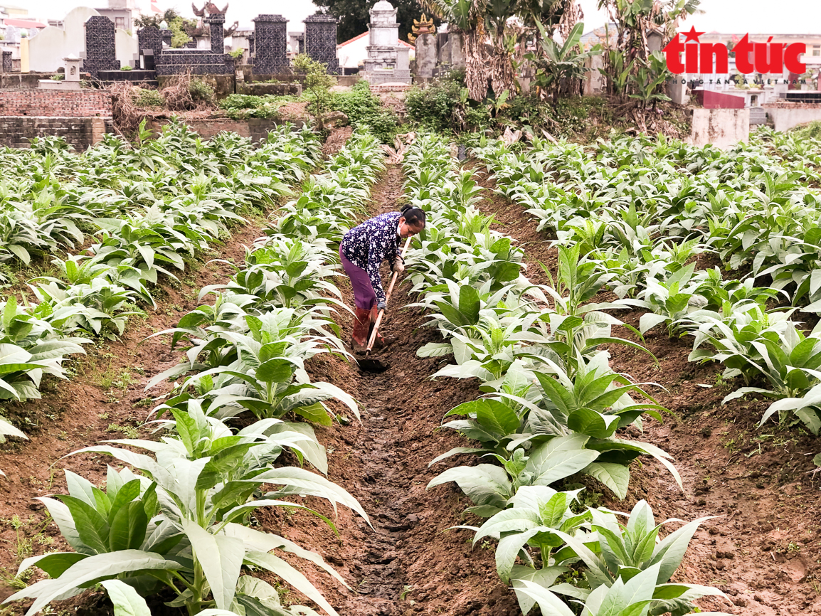 Không tưởng ở Thái Bình: Trồng loài cây có tên "cay đắng" nhưng lại cho thành quả ngọt ngào - Ảnh 3.