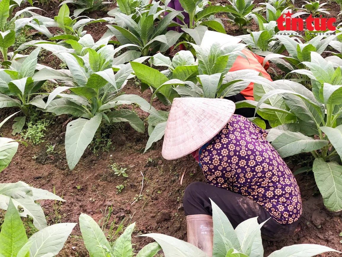 Không tưởng ở Thái Bình: Trồng loài cây có tên "cay đắng" nhưng lại cho thành quả ngọt ngào - Ảnh 4.