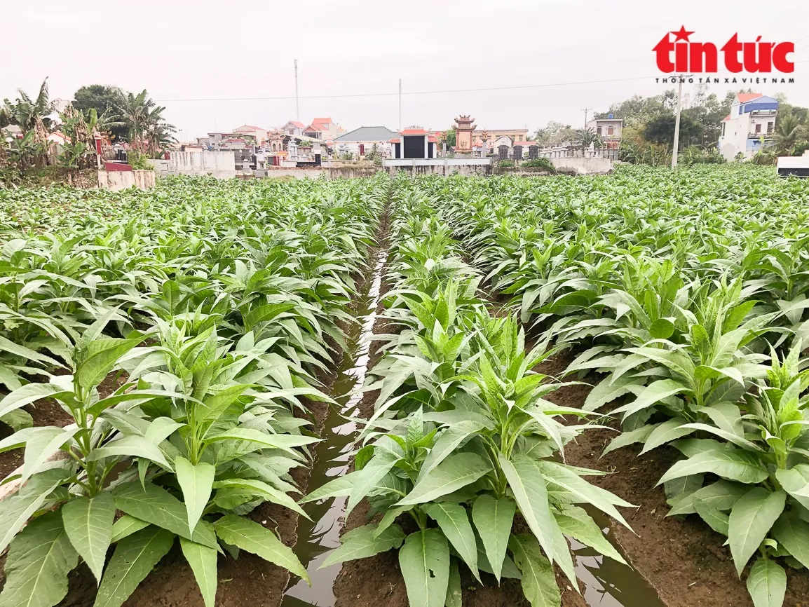 Không tưởng ở Thái Bình: Trồng loài cây có tên "cay đắng" nhưng lại cho thành quả ngọt ngào - Ảnh 1.