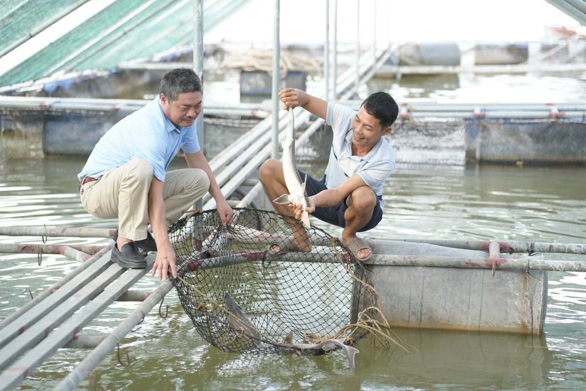 Anh Trương Văn Việt (bên phải) cùng ông Nguyễn Xuân Lâm, Trưởng phòng Thủy sản, Chi cục Chăn nuôi, Thú y và Thủy sản tỉnh Bắc Ninh kiểm tra sự tăng trưởng cá tầm trong lồng nuôi. Ảnh: Phạm Minh. Anh Trương Văn Việt (bên phải) cùng ông Nguyễn Xuân Lâm, Trưởng phòng Thủy sản, Chi cục Chăn nuôi, Thú y và Thủy sản tỉnh Bắc Ninh kiểm tra sự tăng trưởng cá tầm trong lồng nuôi. Ảnh: Phạm Minh.