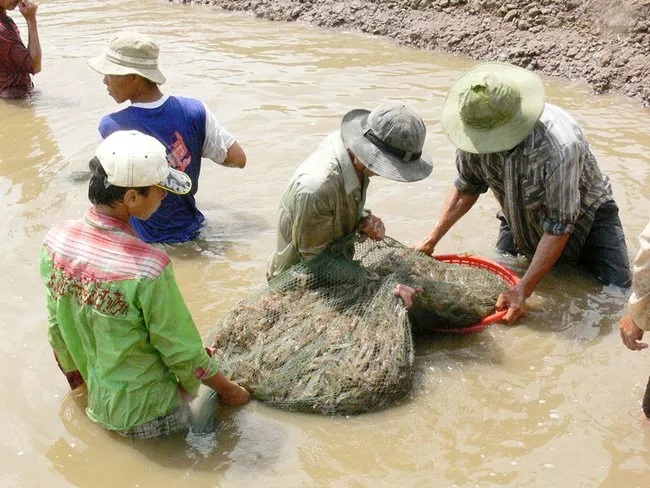 Chuyển đổi sinh kế ở Đồng bằng sông Cửu Long: Hiệu quả từ mô hình nuôi trồng thủy sản - Ảnh 1. Chuyển đổi sinh kế ở Đồng bằng sông Cửu Long: Hiệu quả từ mô hình nuôi trồng thủy sản - Ảnh 1.