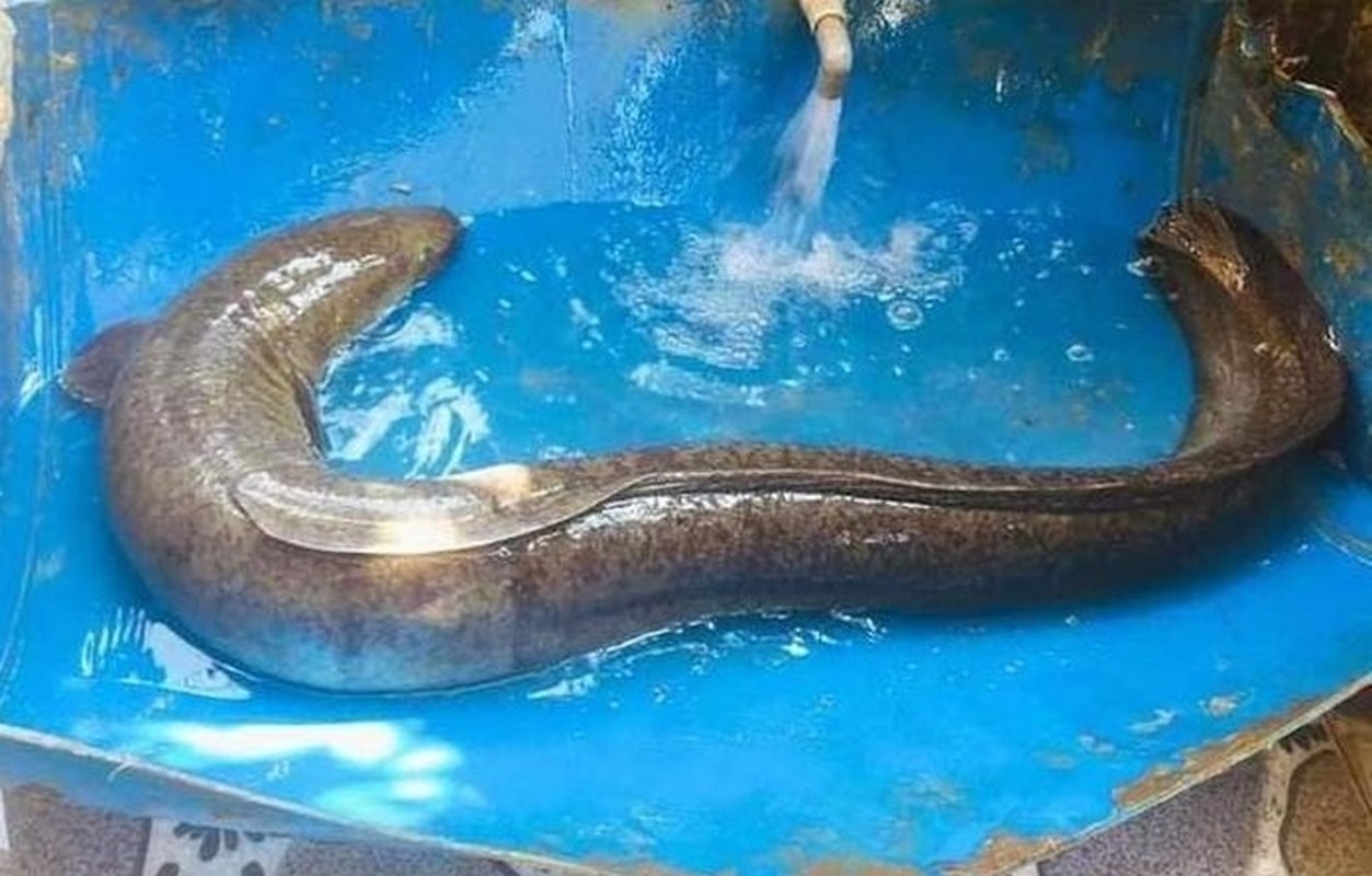 Ở miền tây xứ Nghệ có loại cá dài tới cả mét, nặng hàng yến, giá cực đắt mà đại gia vẫn vung tiền mua - Ảnh 1.