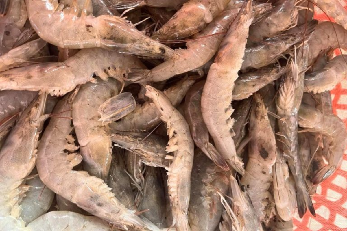 Hậu quả của tôm bị stress