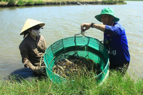 Loài cá ngon vậy mà hồi xưa ở nơi này của Trà Vinh dân "hổng thèm ăn" nay hóa đặc sản đãi khách quý - Ảnh 2.