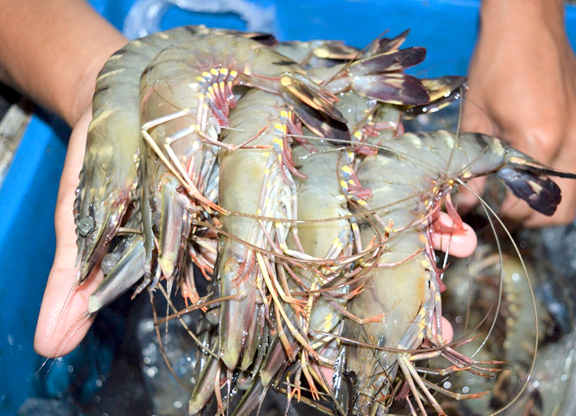 Vô rừng ngập mặn ở Cà Mau nuôi tôm sú, dân bắt toàn con to bự thế này đây, bảo sao người ta ham mua - Ảnh 1.