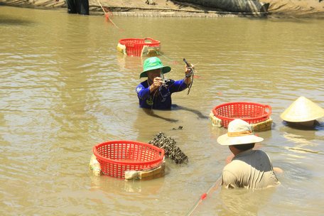 Loài cá ngon vậy mà hồi xưa ở nơi này của Trà Vinh dân "hổng thèm ăn" nay hóa đặc sản đãi khách quý - Ảnh 1.