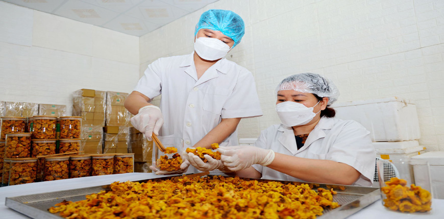 Vườn trồng la liệt thứ cây ra hoa vàng, ông chủ ở Vĩnh Phúc hái nụ, hái hoa đem sấy bán đắt như vàng - Ảnh 1.