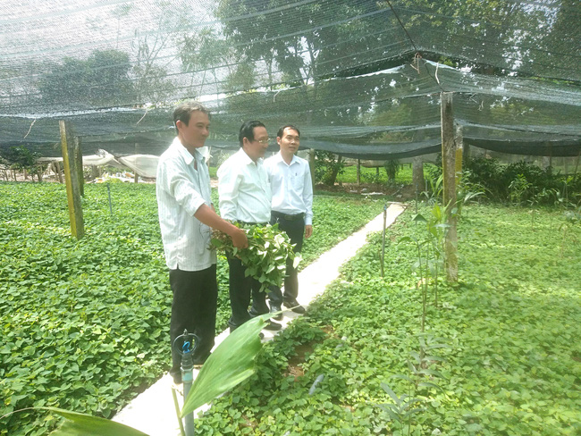 Chỉ với 4 công đất, lão nông trồng loại rau có mùi tanh thu nhập tiền tỷ mỗi năm - Ảnh 3.