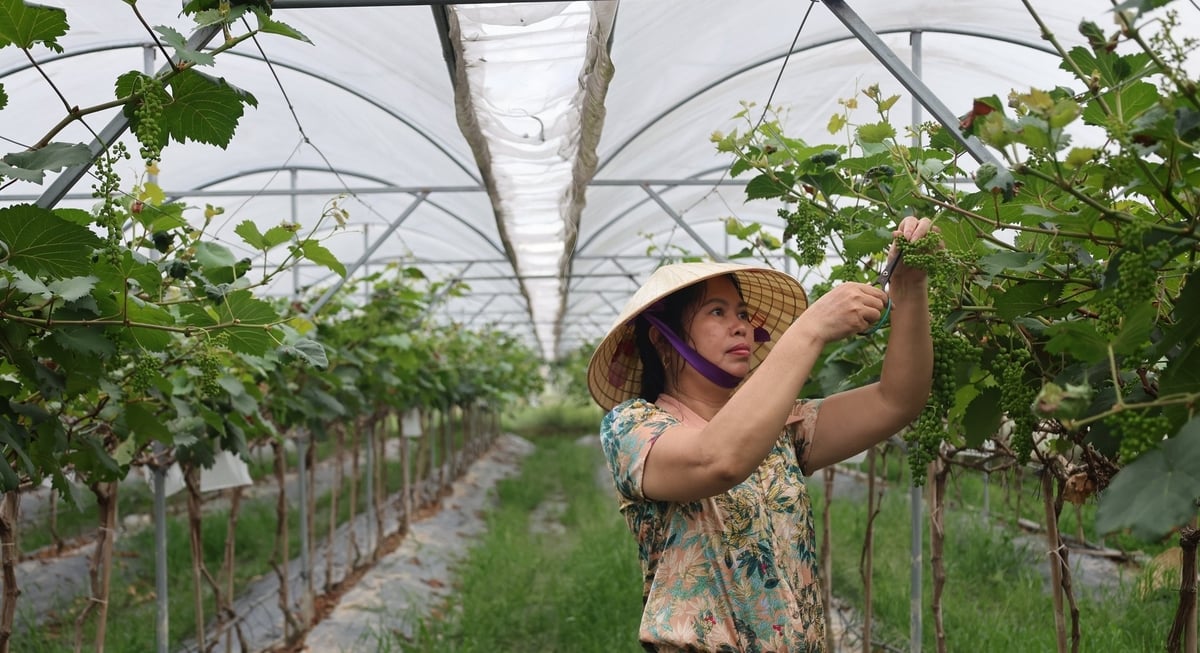 Chị Hiền đang ấp ủ kế hoạch mở cửa trang trại đón khách du lịch. Ảnh: Thanh Tâm.