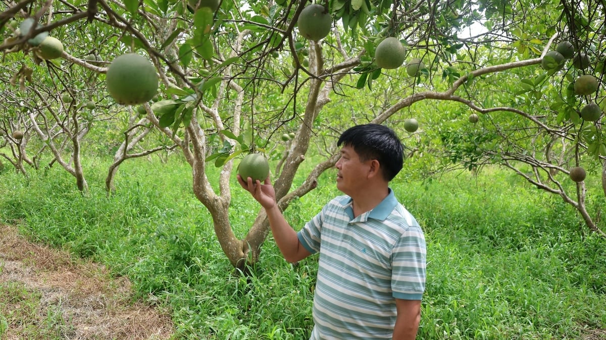 Anh Khải bên những quả bưởi được trồng hoàn toàn hữu cơ. Ảnh: Thanh Tâm