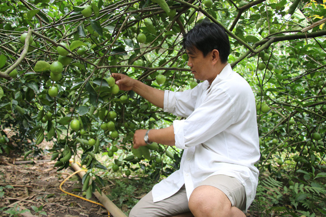 Đồng Tháp: Chanh không hạt đột ngột tăng giá gấp đôi, nông dân hối hả hái, thương lái hối hả mua - Ảnh 1.