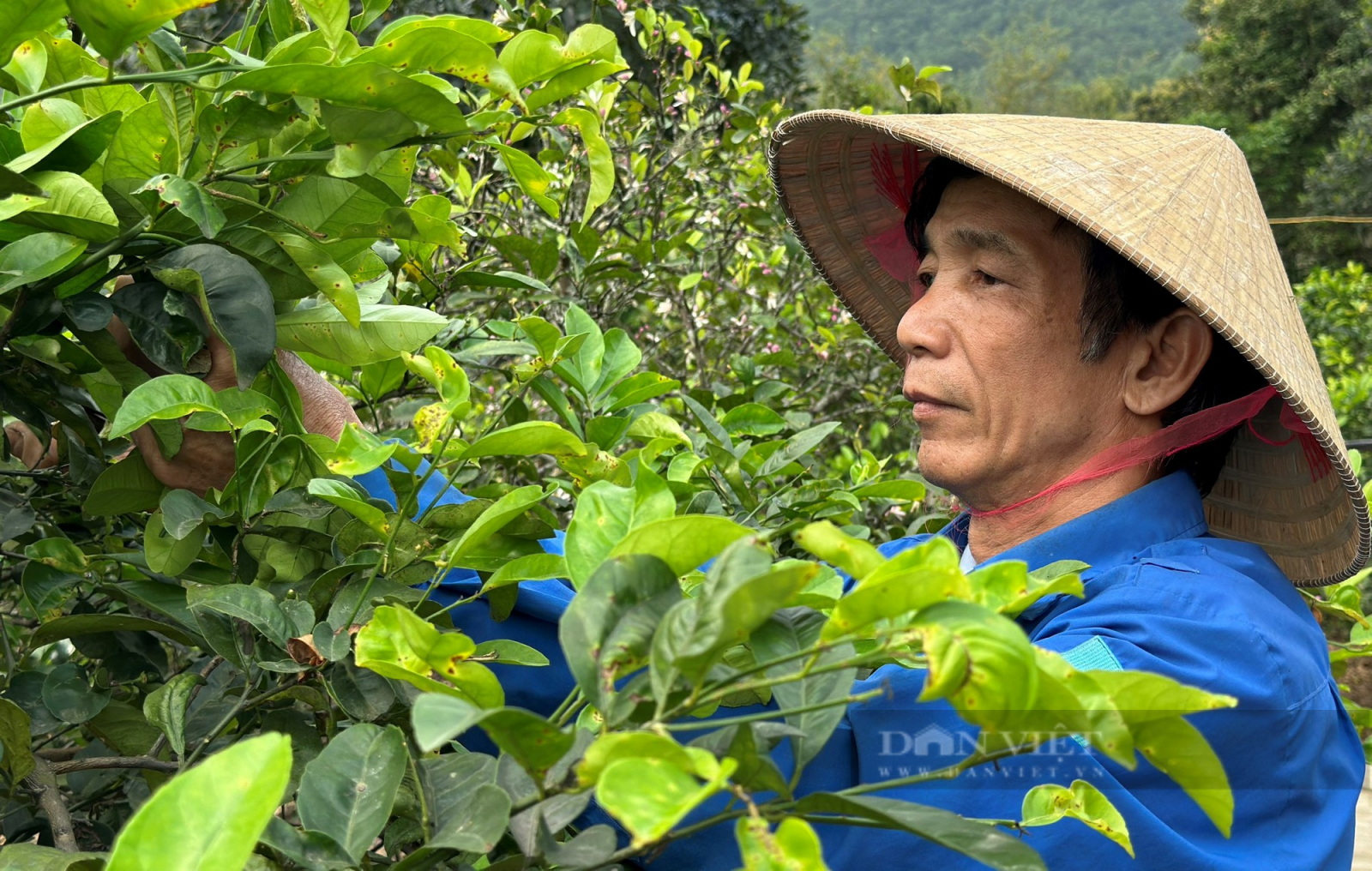 Loại cây trồng dưới chân núi Thiên Nhẫn để lấy quả, lá lại bán được giá cao, nông dân thu lợi kép - Ảnh 1.