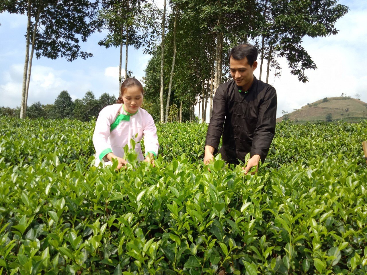 Cây chè là 1 trong 6 ngành hàng chủ lực của tỉnh Lào Cai. Ảnh: Lưu Hòa.