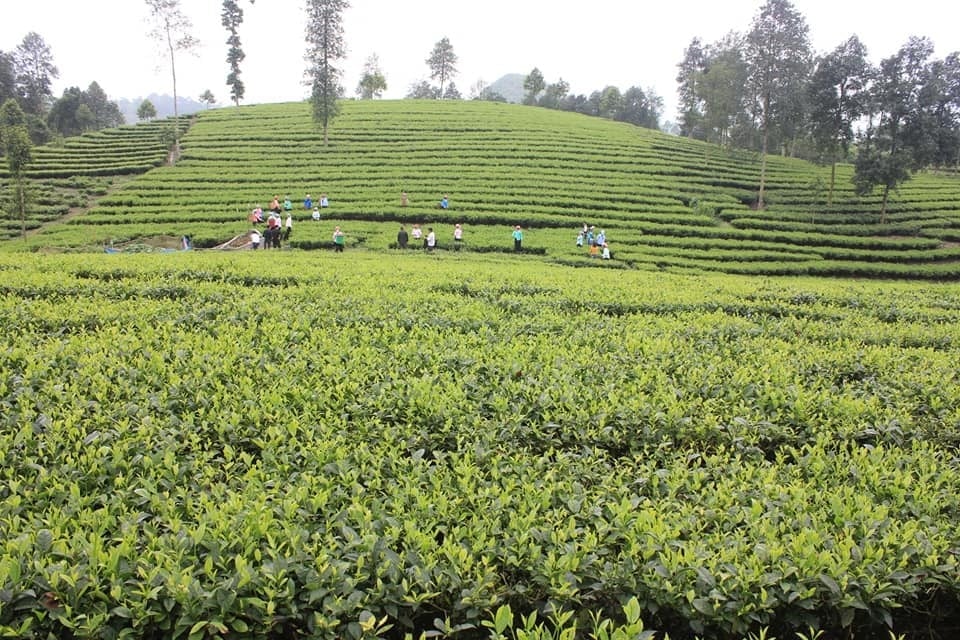 Sản xuất chè của Lào Cai đang dần đi theo hướng hữu cơ, bền vững, giá trị gia tăng cao. Ảnh: Lưu Hòa.