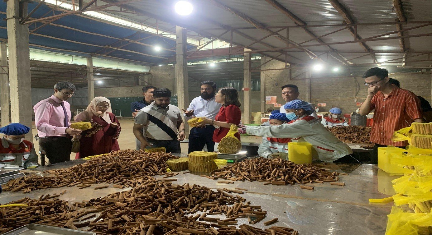 Ngành hàng quế của Lào Cai được nhiều khách hàng quốc tế quan tâm, hợp tác. Ảnh: Lưu Hòa.