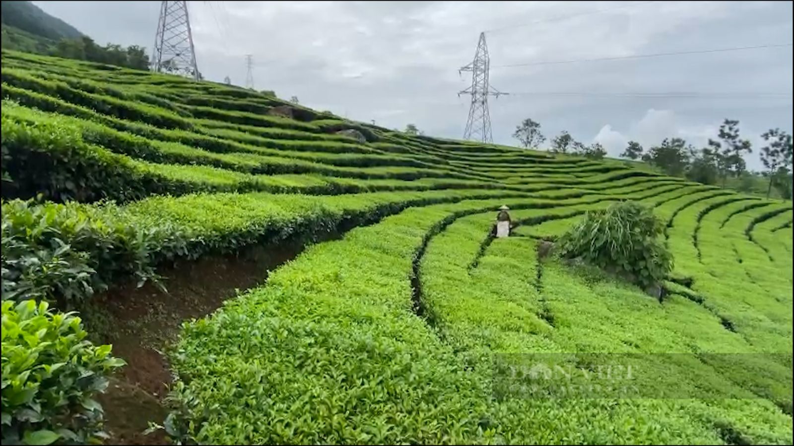 Trồng bạt ngàn chè cây thấp đẹp như tranh, nông dân vùng cao Phúc Khoa khấm khá - Ảnh 7. Trồng bạt ngàn chè cây thấp đẹp như tranh, nông dân vùng cao Phúc Khoa khấm khá - Ảnh 7.